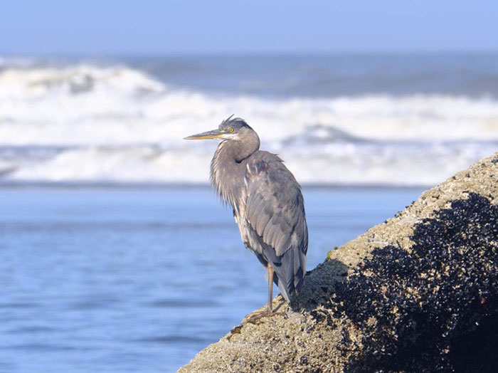 Animal Photograph 13