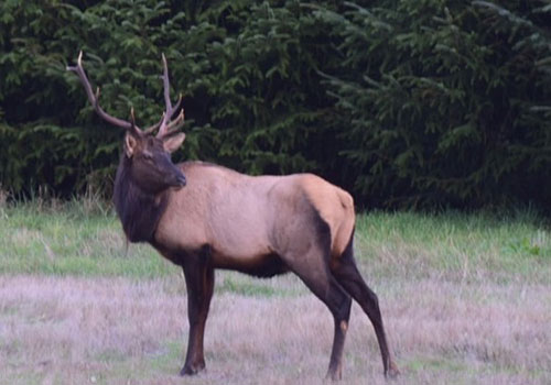 Animal Photograph 6