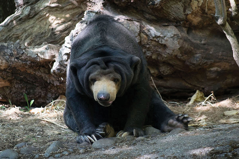 Animal  Photograph 10