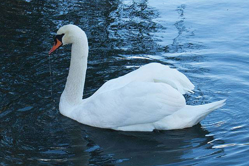 Animal Photograph 11