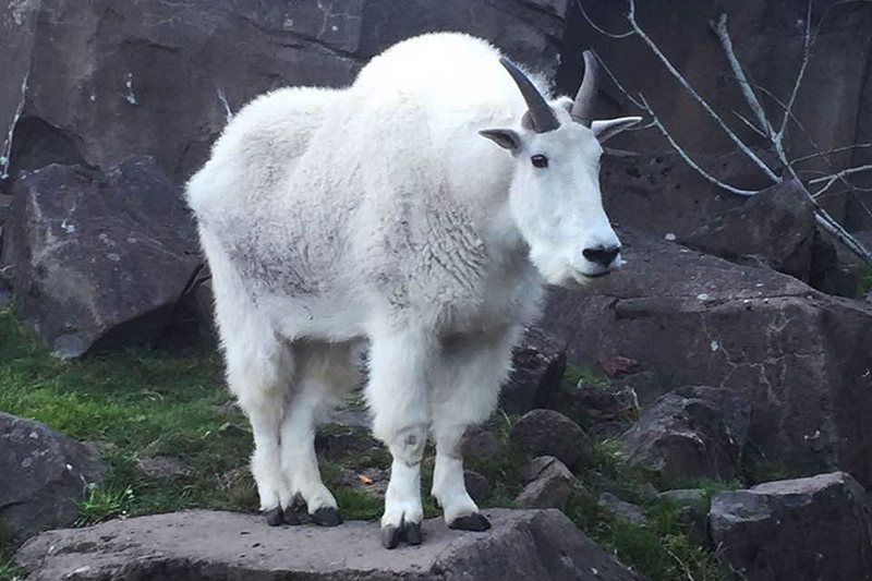 Animal Photograph 12