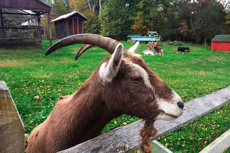 Animal Photograph  1