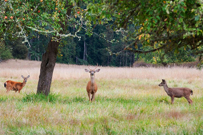 Animal Photograph  2