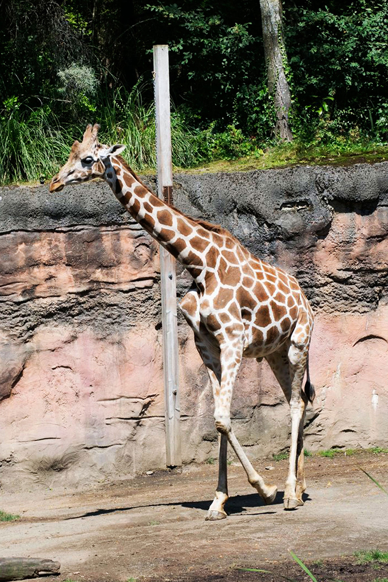 Animal Photograph  3