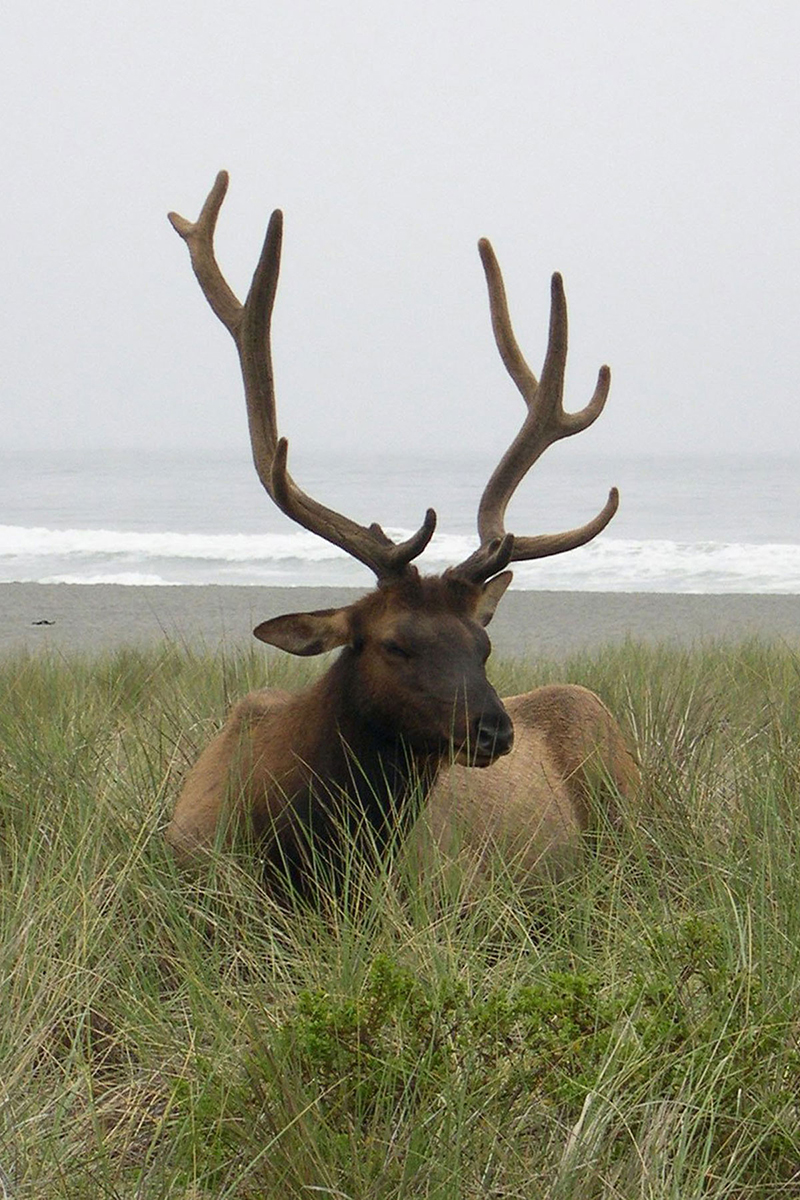 Animal Photograph  4