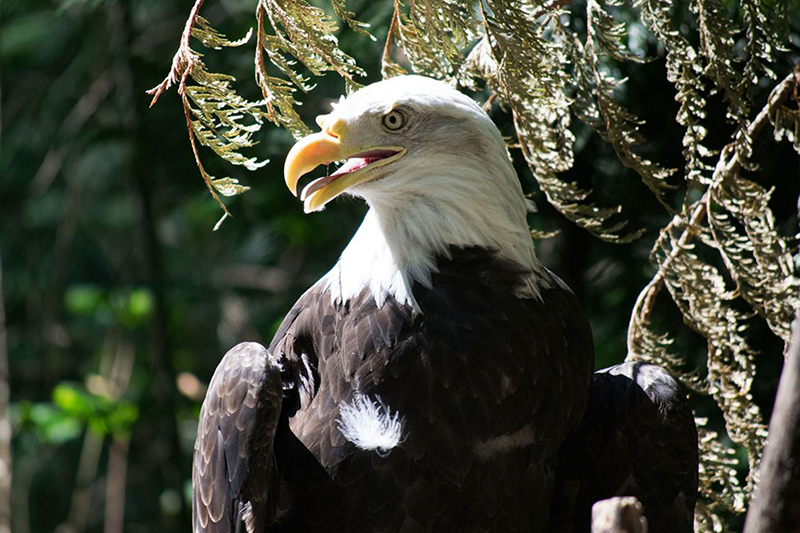 Animal Photograph  5