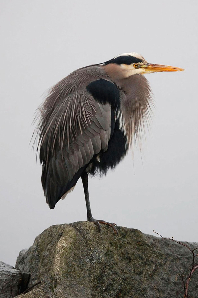 Animal Photograph  7