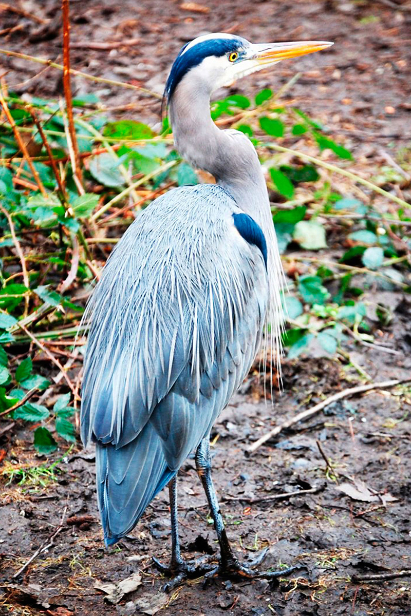 Animal Photograph 8
