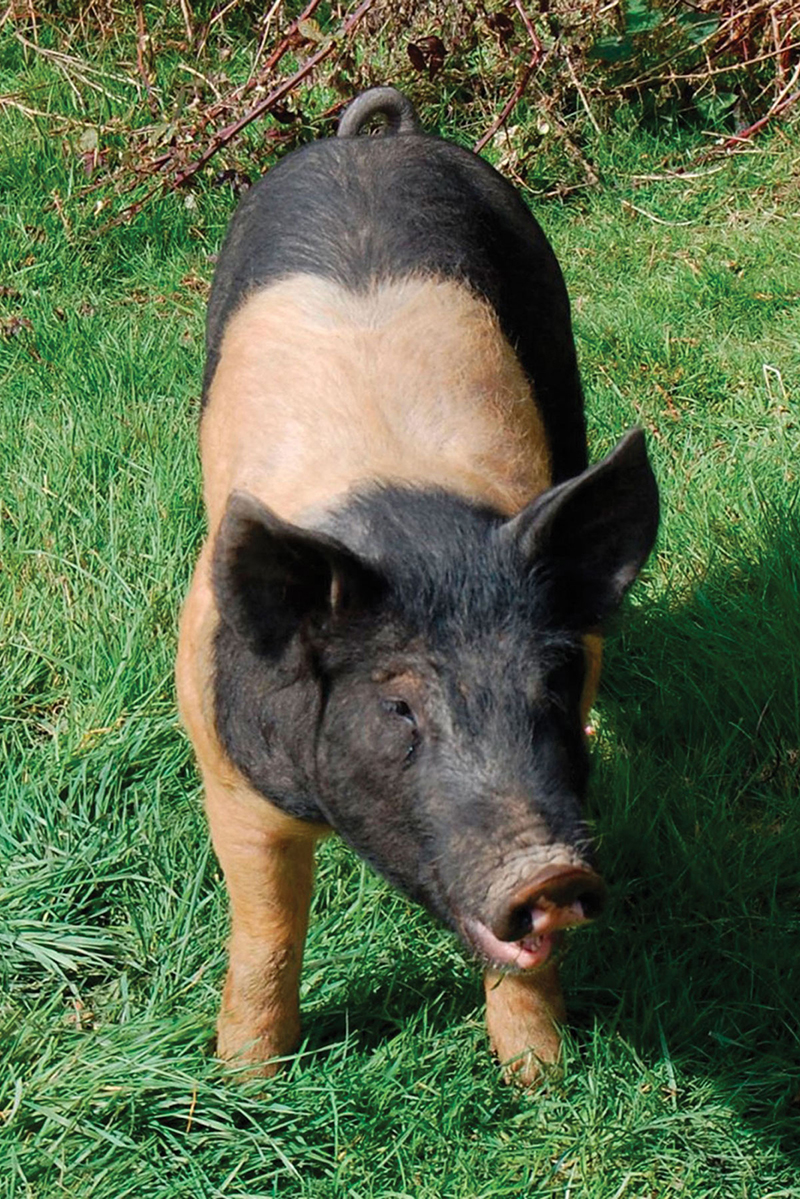 Animal  Photograph 9