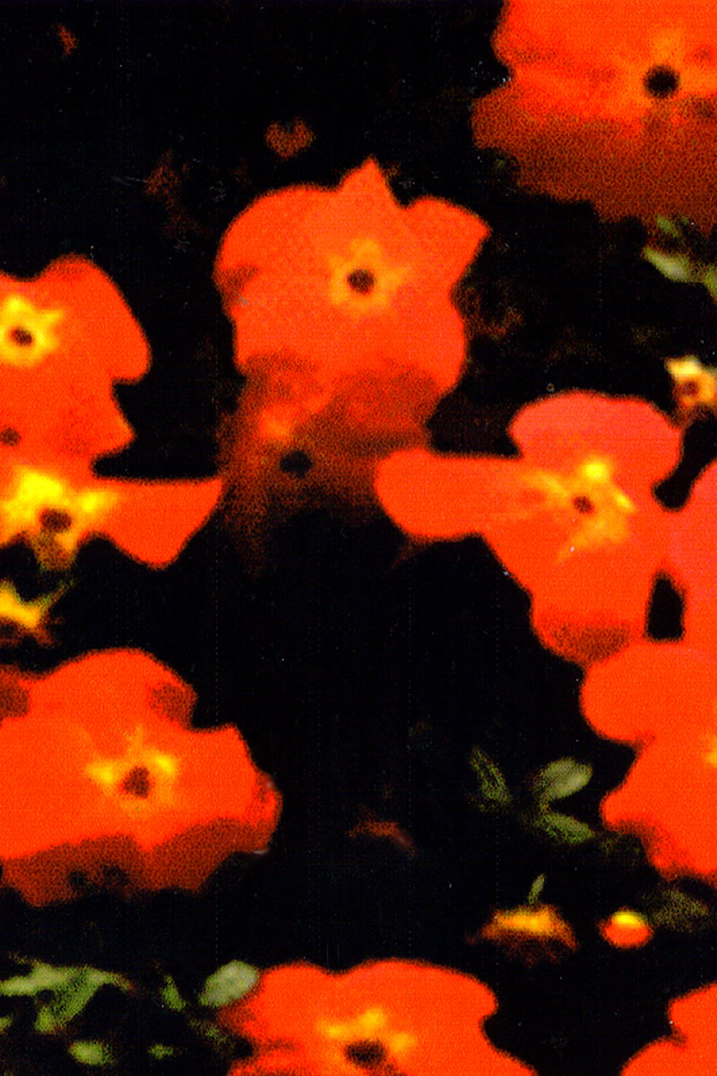 Impressionistic Flower 5